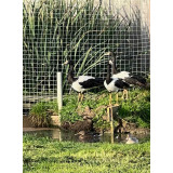 Magpie Geese